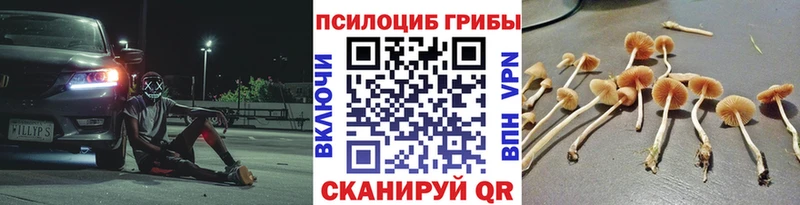 дарнет шоп  Еманжелинск  Псилоцибиновые грибы Psilocybe 